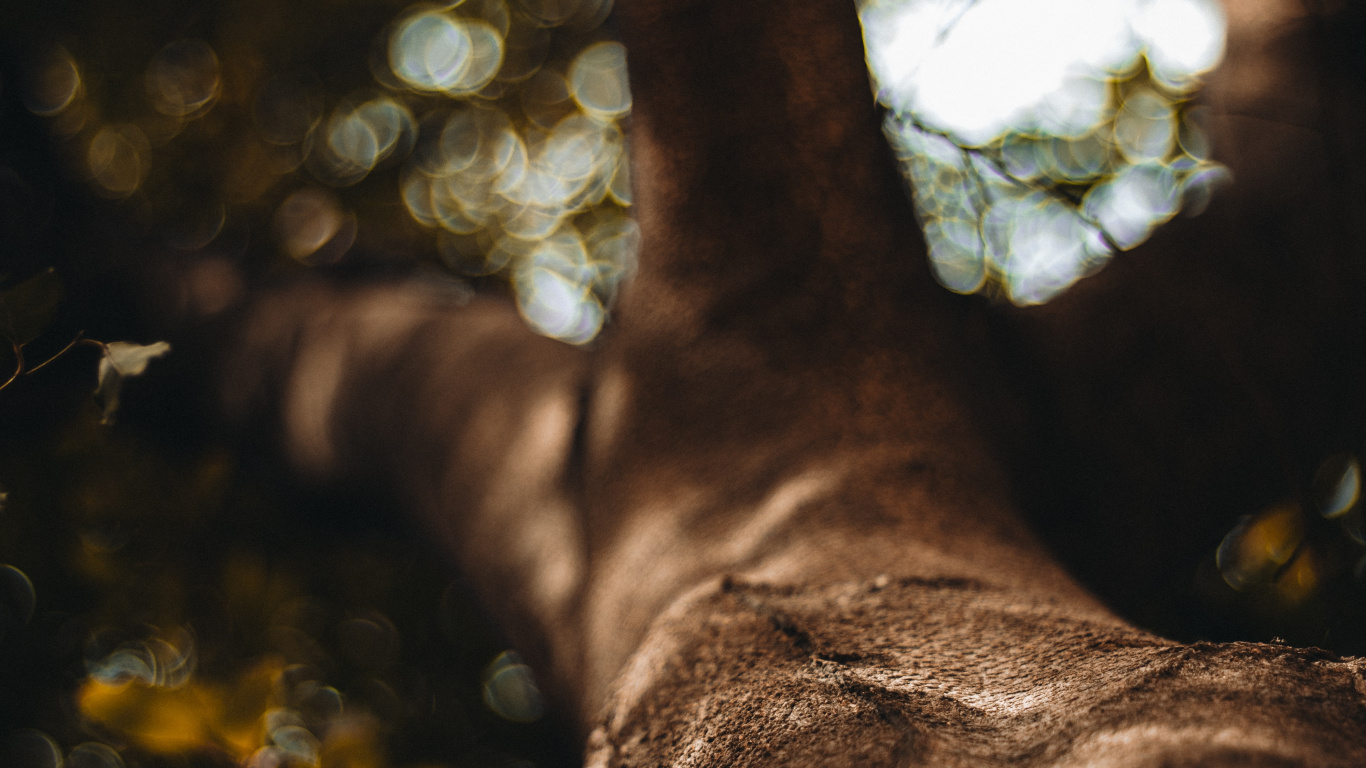 Tronco de Árbol Marrón en Fotografía de Cerca. Wallpaper in 1366x768 Resolution
