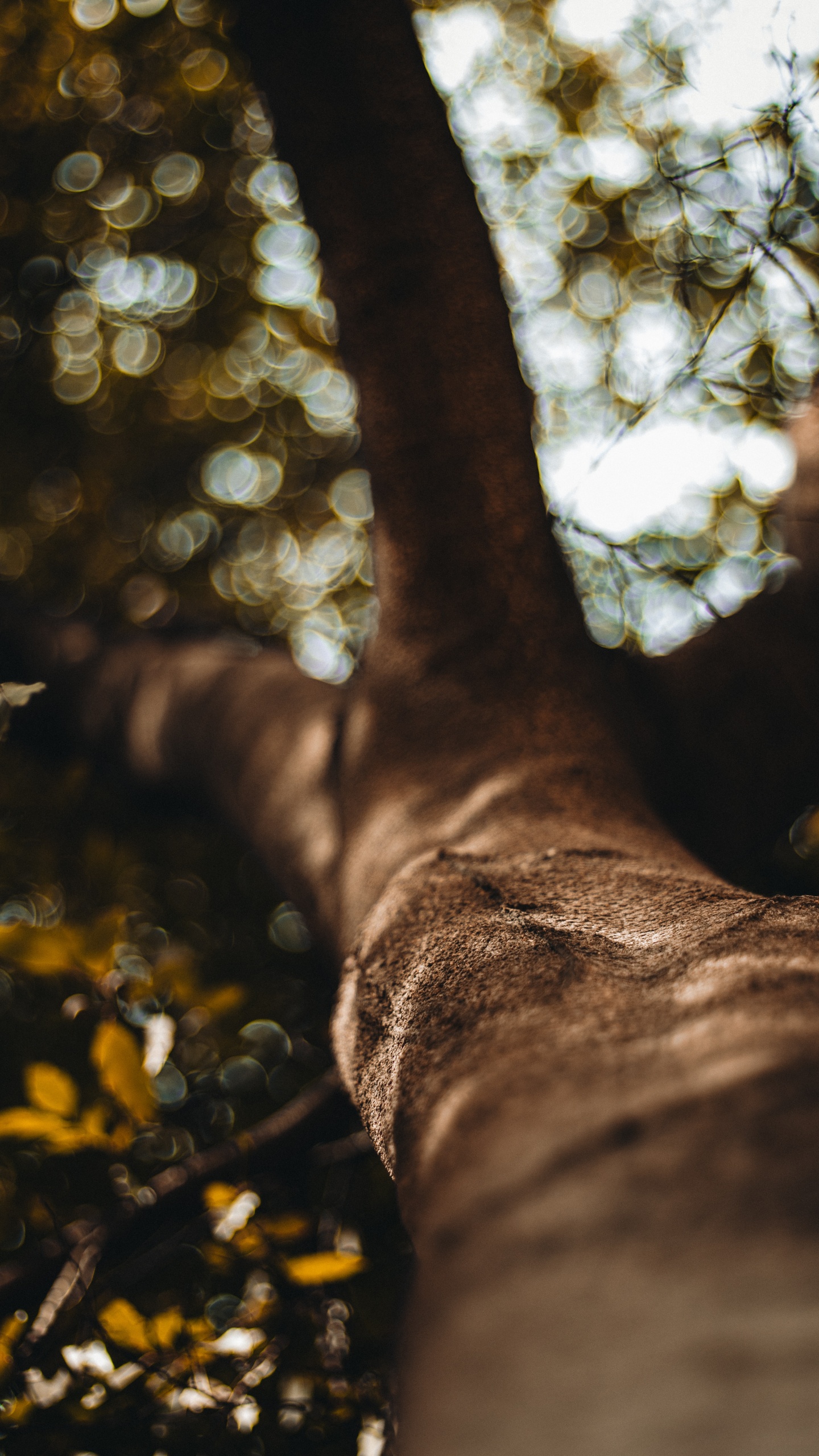 Tronco de Árbol Marrón en Fotografía de Cerca. Wallpaper in 1440x2560 Resolution