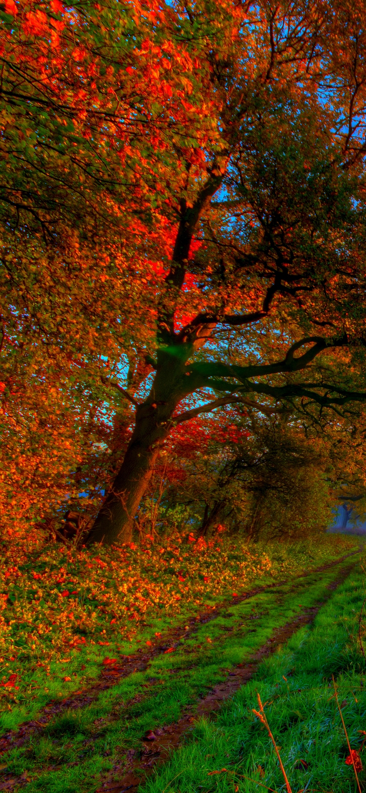 Champ D'herbe Verte Avec Des Arbres Pendant le Coucher du Soleil. Wallpaper in 1242x2688 Resolution