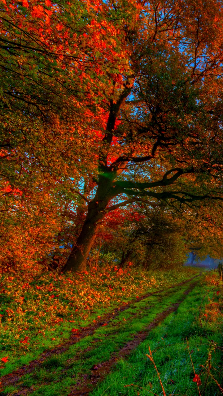 Champ D'herbe Verte Avec Des Arbres Pendant le Coucher du Soleil. Wallpaper in 720x1280 Resolution