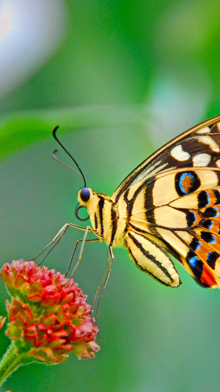 Papillon Jaune et Noir Sur Fleur Rouge. Wallpaper in 750x1334 Resolution