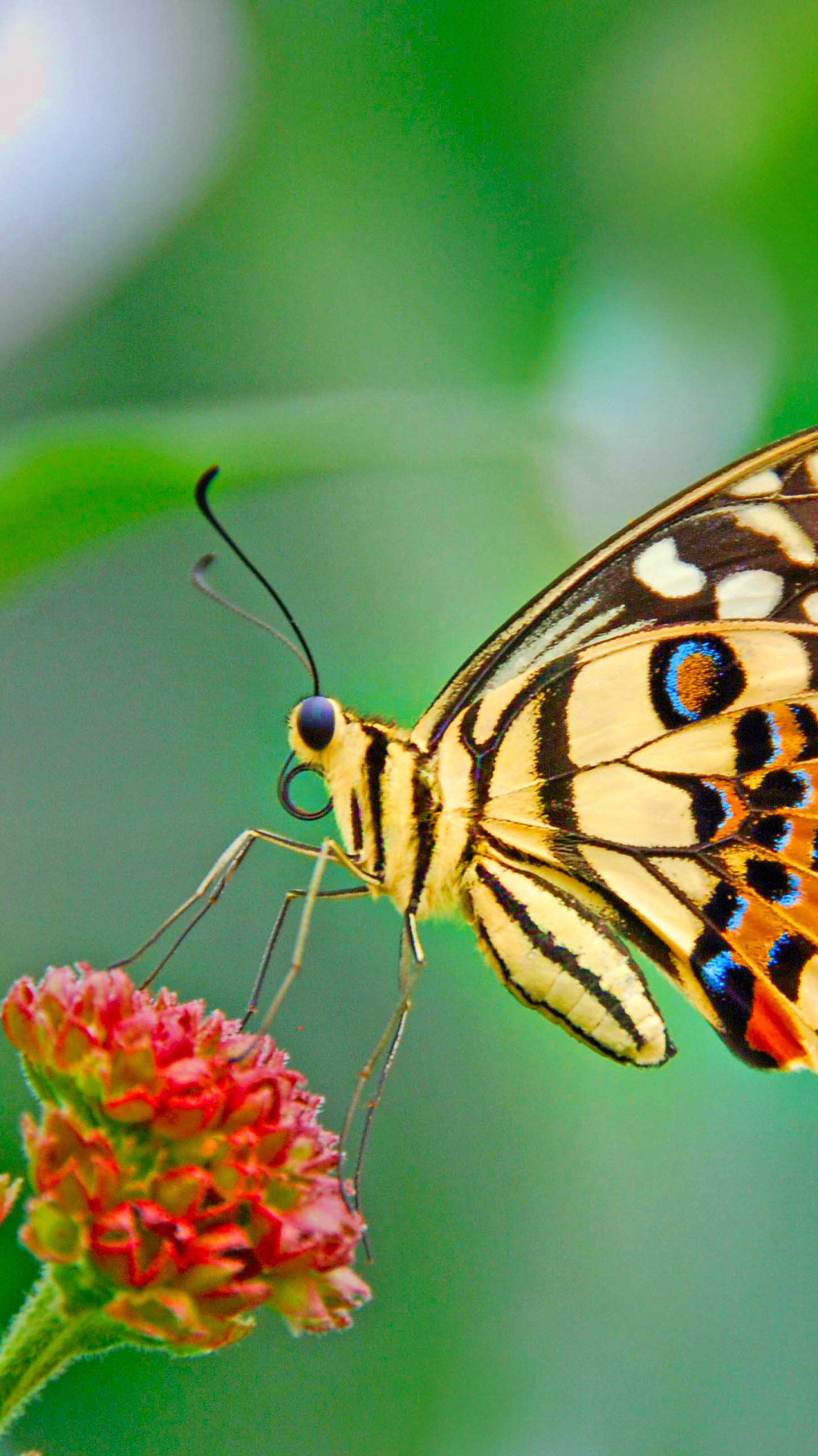 Mariposa Amarilla y Negra Sobre Flor Roja. Wallpaper in 1440x2560 Resolution