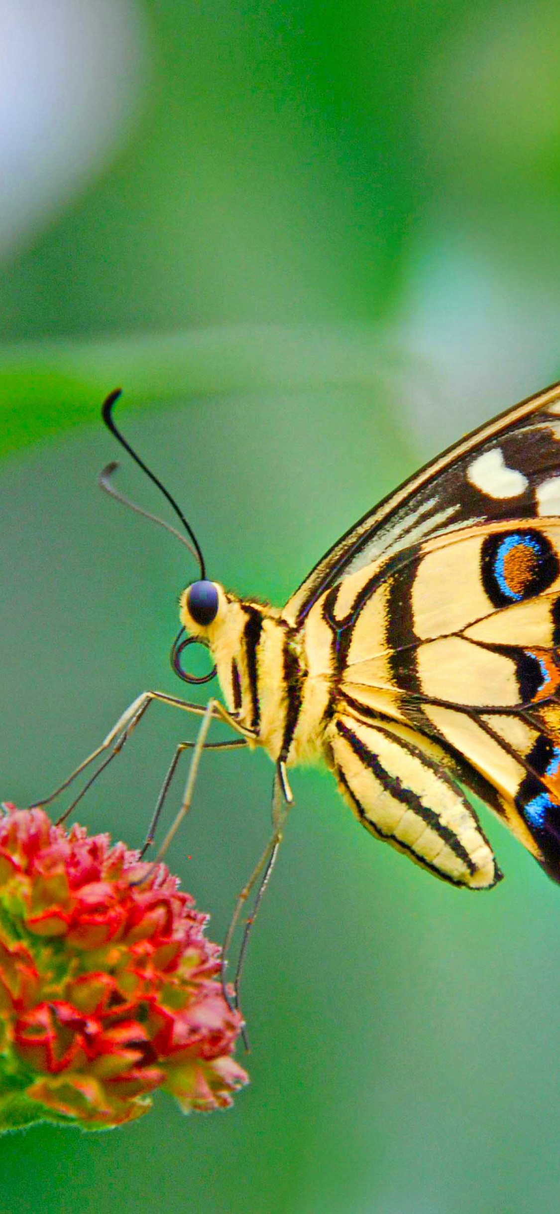 Gelber Und Schwarzer Schmetterling Auf Roter Blume. Wallpaper in 1125x2436 Resolution