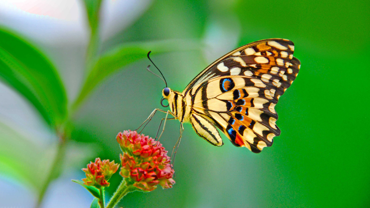 Gelber Und Schwarzer Schmetterling Auf Roter Blume. Wallpaper in 1280x720 Resolution