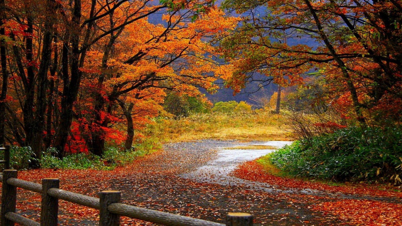 Brown and Yellow Trees Beside River During Daytime. Wallpaper in 1280x720 Resolution