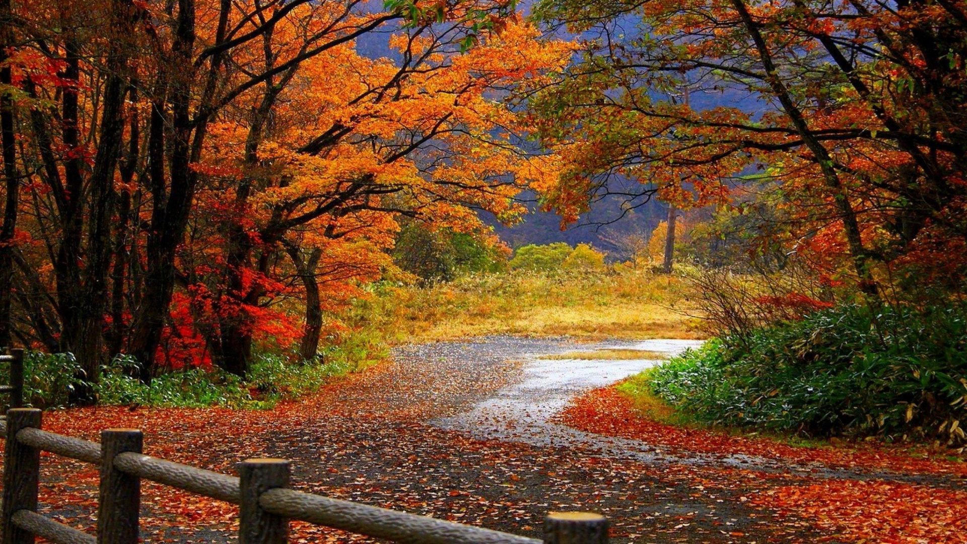 Brown and Yellow Trees Beside River During Daytime. Wallpaper in 1920x1080 Resolution