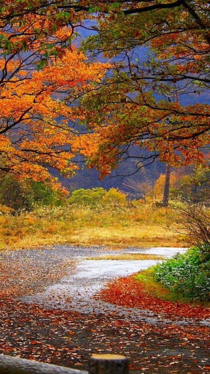 Brown and Yellow Trees Beside River During Daytime. Wallpaper in 720x1280 Resolution