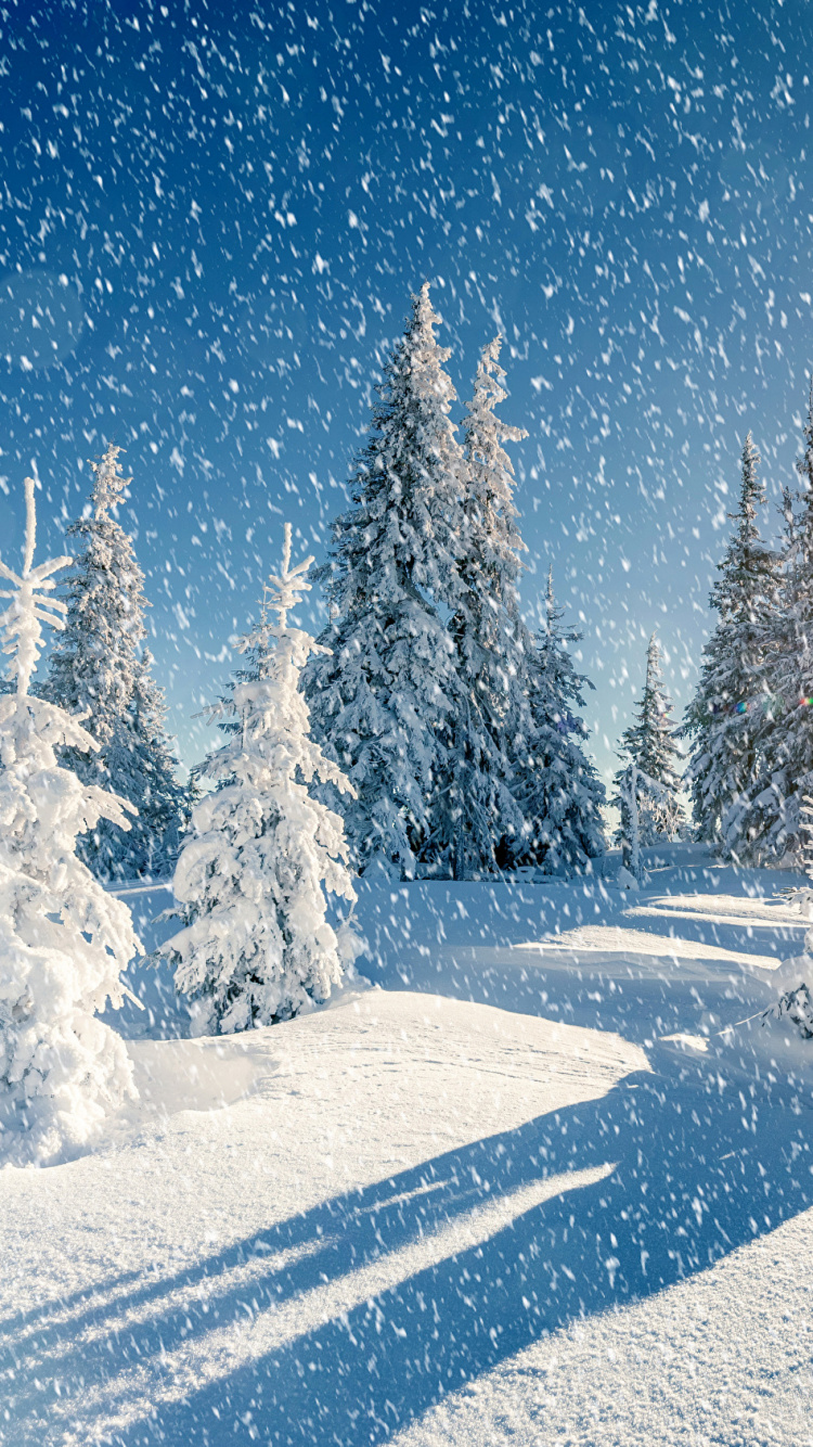 Pinos Cubiertos de Nieve Durante la Noche. Wallpaper in 750x1334 Resolution