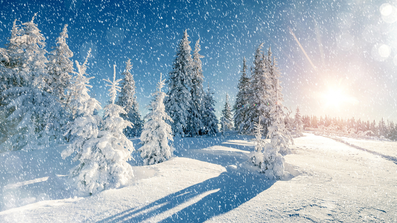 Snow Covered Pine Trees During Night Time. Wallpaper in 1366x768 Resolution