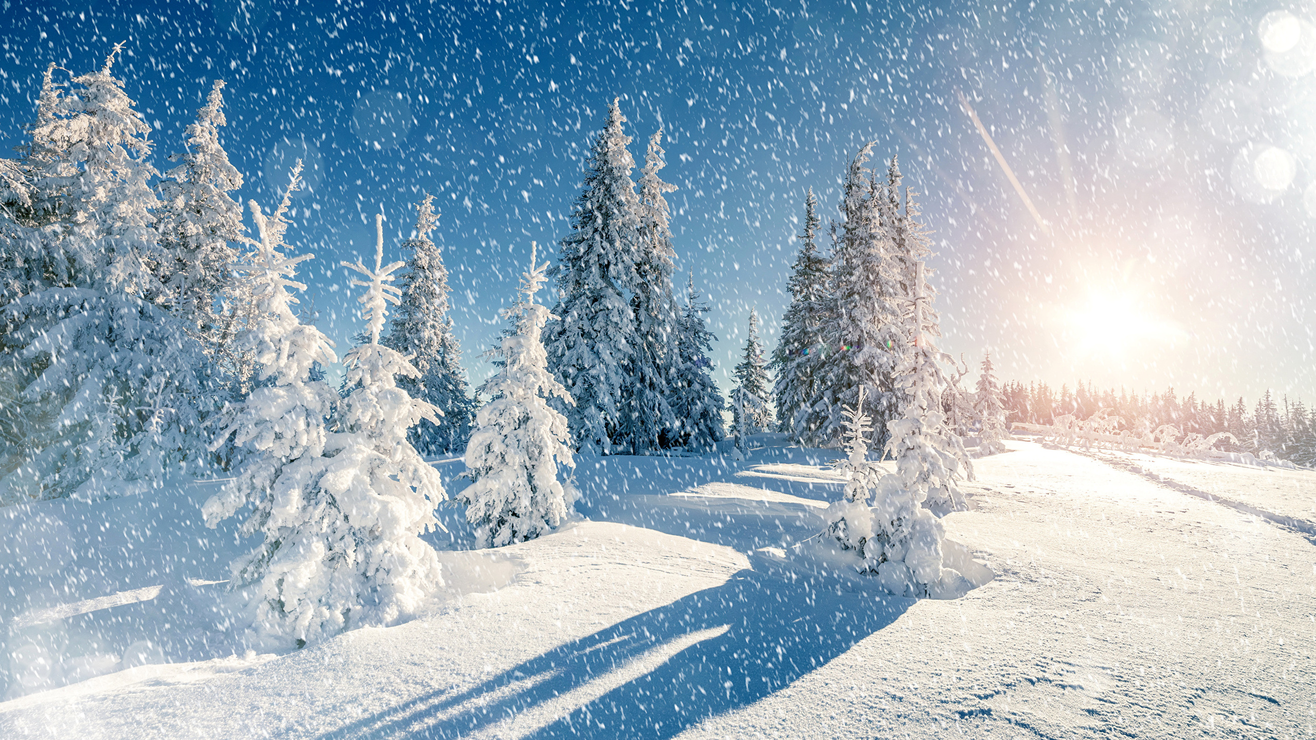 Snow Covered Pine Trees During Night Time. Wallpaper in 2560x1440 Resolution