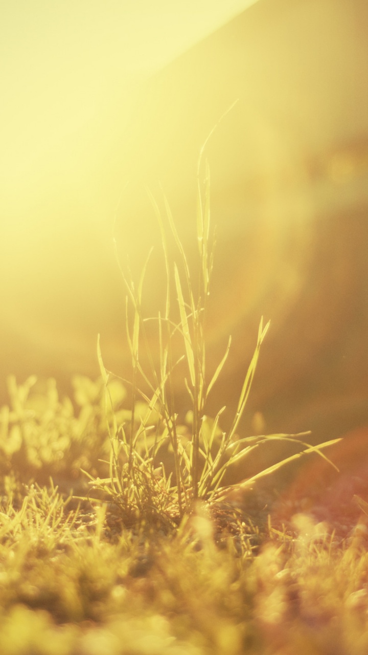 Green Grass Field During Daytime. Wallpaper in 720x1280 Resolution