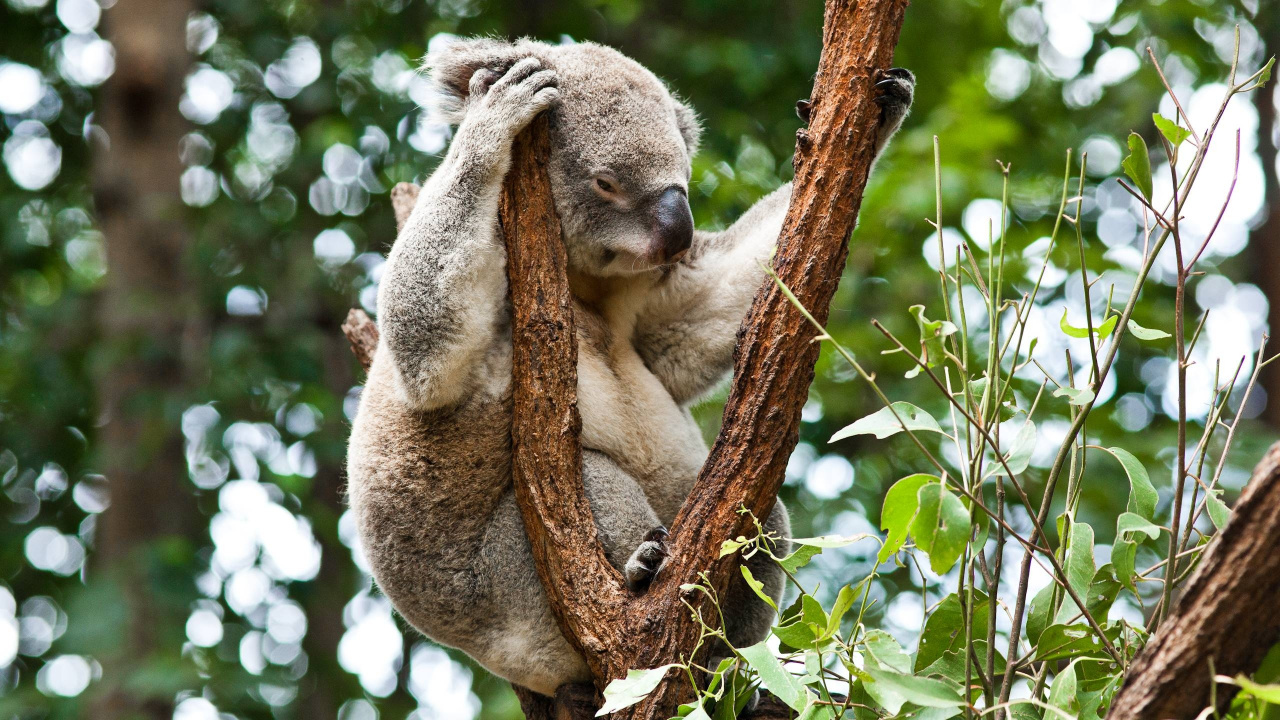 Koala Bear on Brown Tree Branch During Daytime. Wallpaper in 1280x720 Resolution