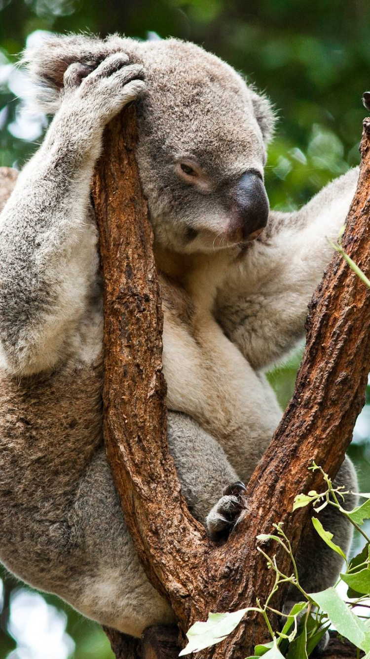 Koala Bear on Brown Tree Branch During Daytime. Wallpaper in 750x1334 Resolution