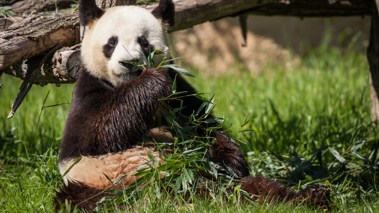 Panda on Green Grass During Daytime. Wallpaper in 1280x720 Resolution