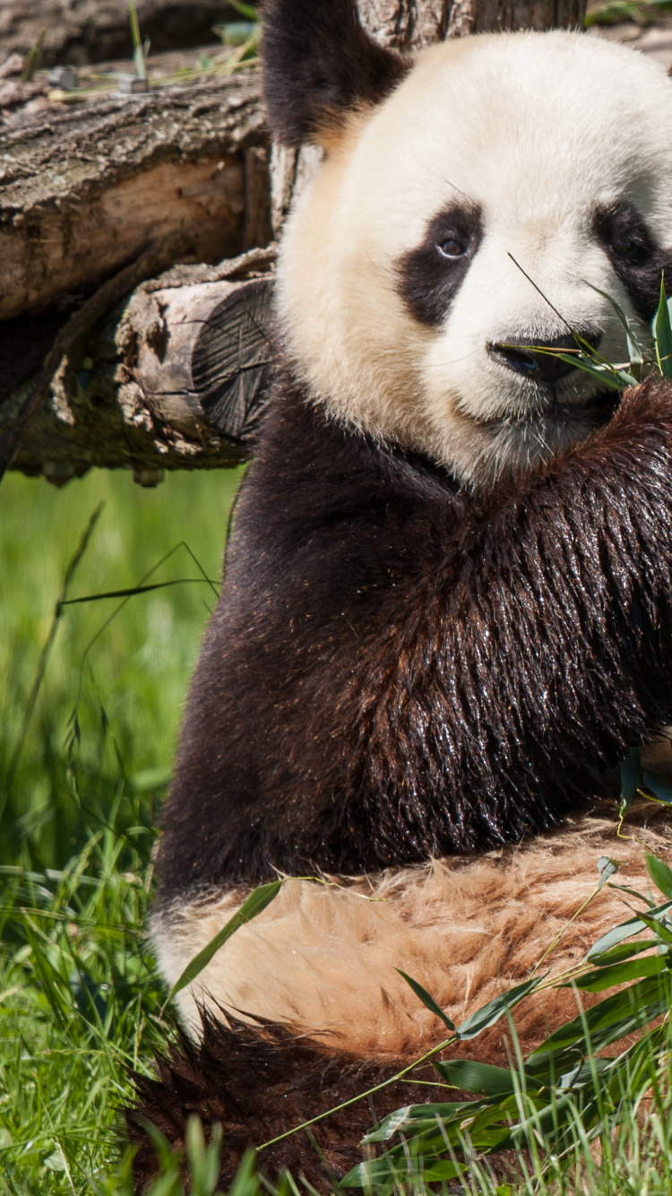 Panda on Green Grass During Daytime. Wallpaper in 750x1334 Resolution