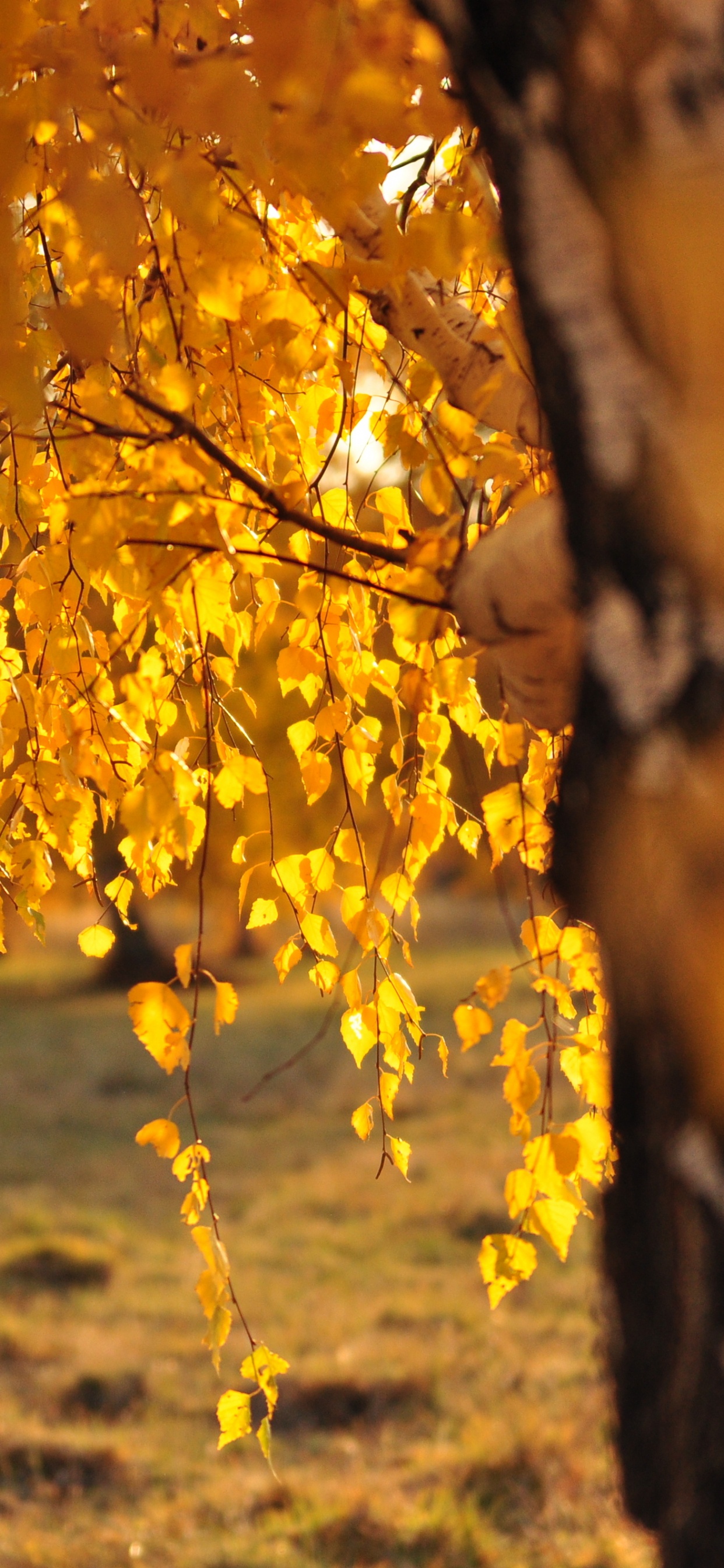 Yellow Leaves on Brown Ground During Daytime. Wallpaper in 1242x2688 Resolution