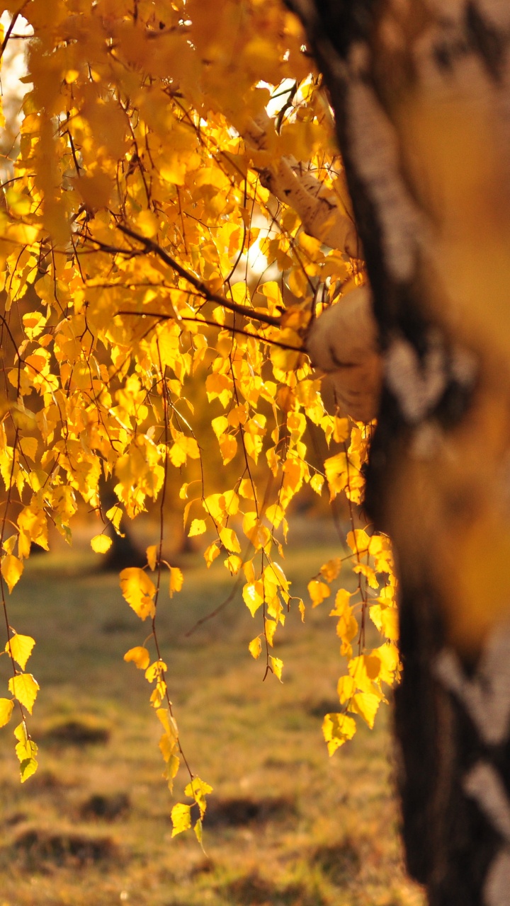 Yellow Leaves on Brown Ground During Daytime. Wallpaper in 720x1280 Resolution