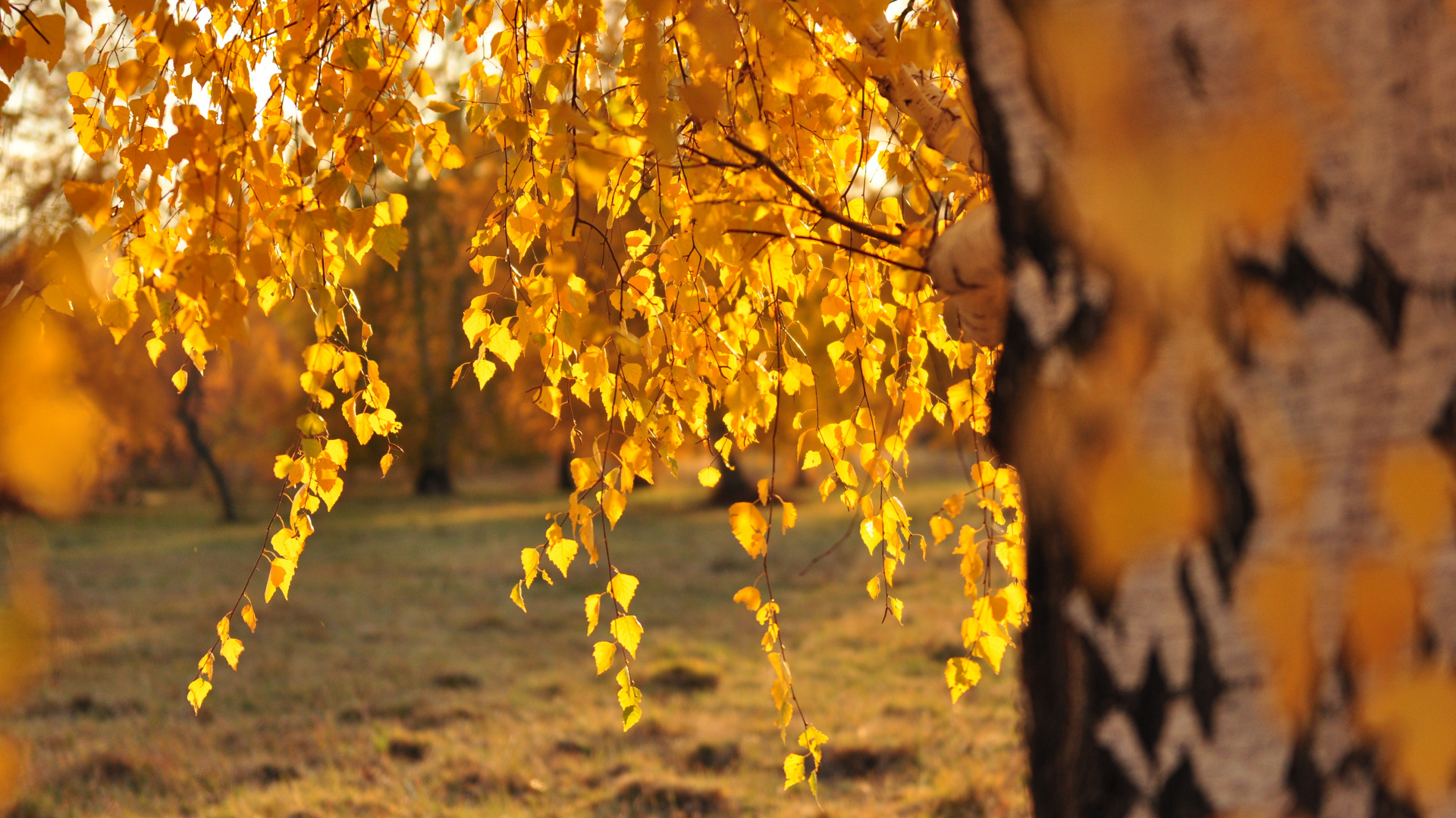 Feuilles Jaunes Sur Sol Brun Pendant la Journée. Wallpaper in 1920x1080 Resolution