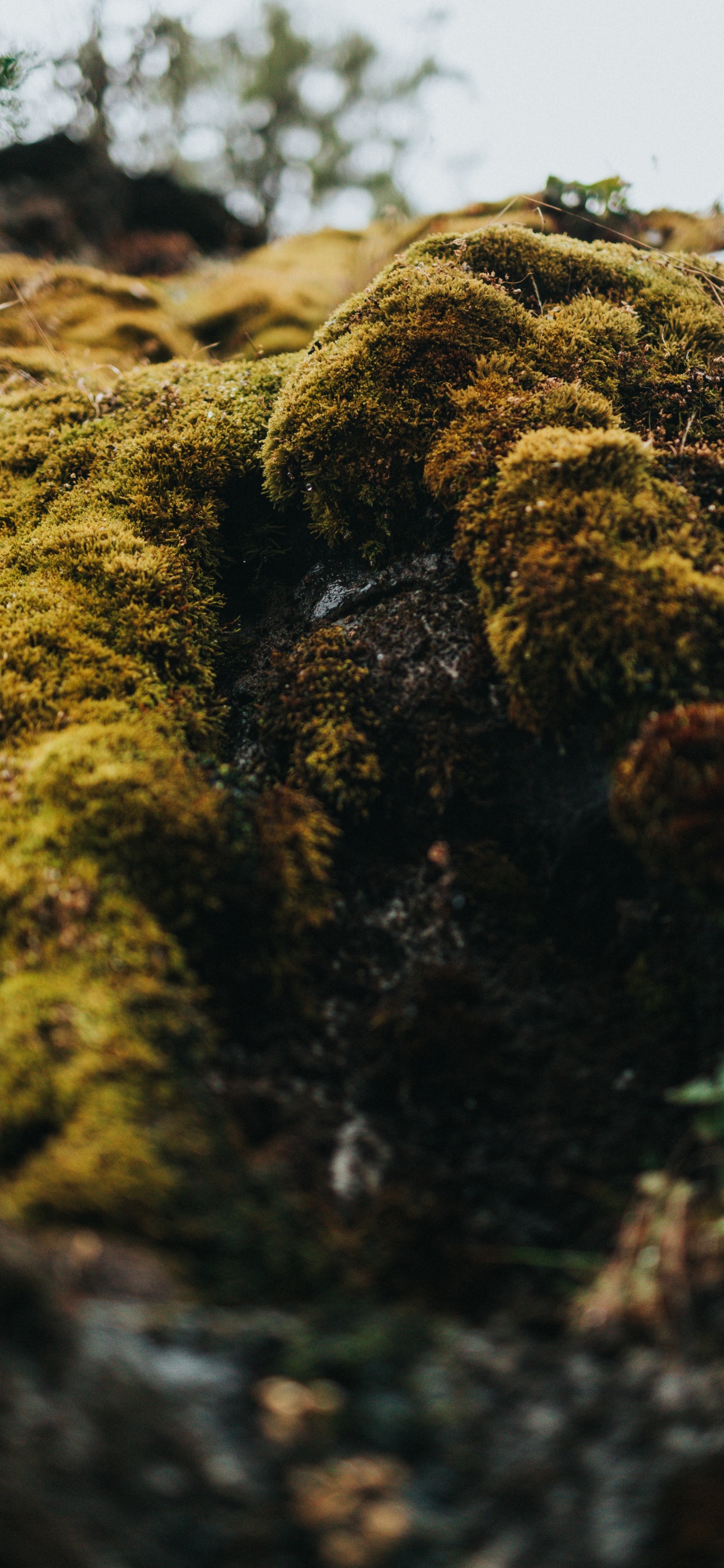 Green and Brown Moss on Brown Soil. Wallpaper in 1242x2688 Resolution