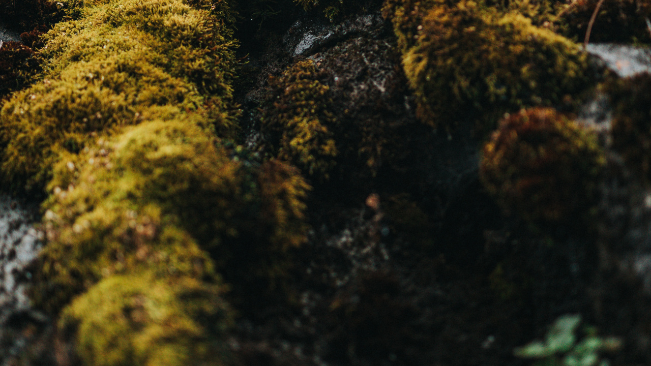 Green and Brown Moss on Brown Soil. Wallpaper in 1280x720 Resolution