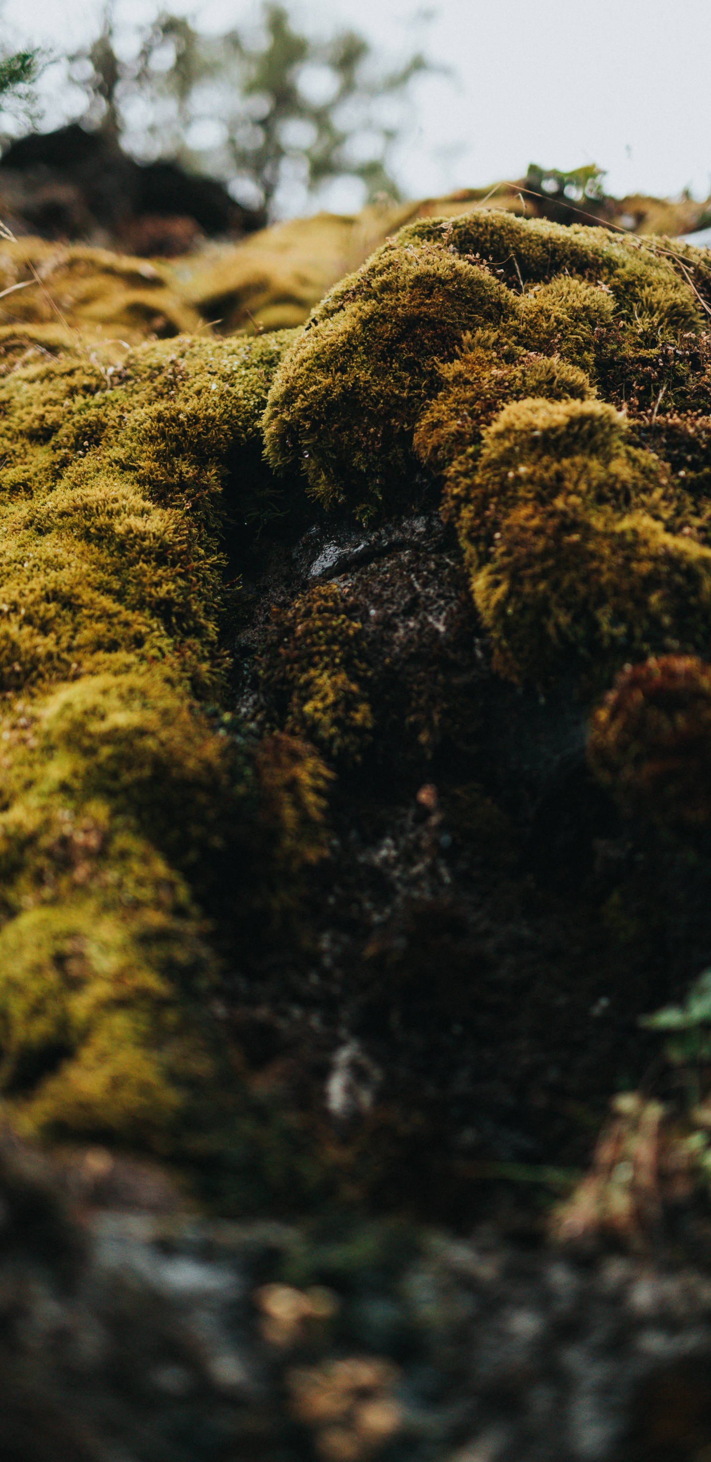 Green and Brown Moss on Brown Soil. Wallpaper in 1440x2960 Resolution