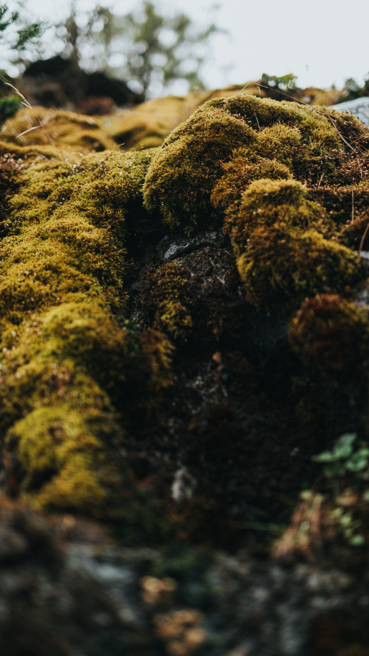 Green and Brown Moss on Brown Soil. Wallpaper in 750x1334 Resolution