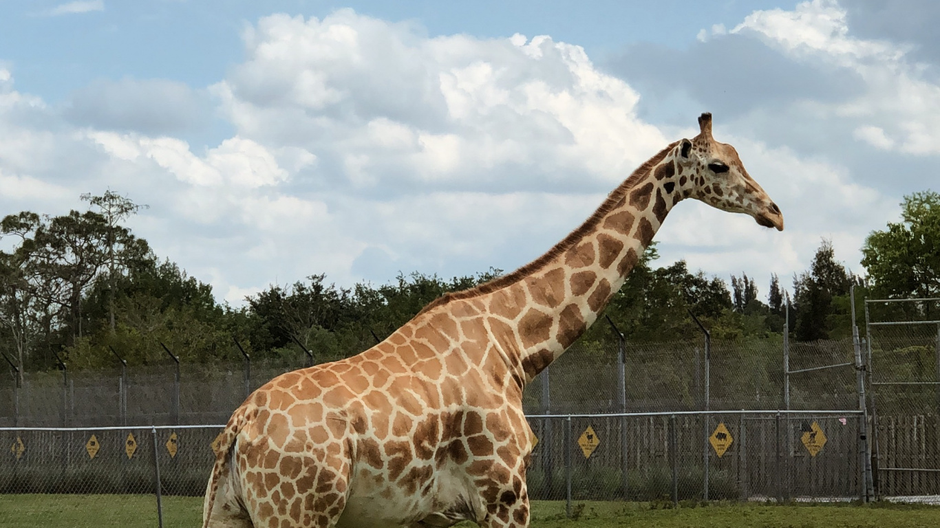 Girafe, la Journée, Giraffidae, Environnement Naturel, Plaine. Wallpaper in 1366x768 Resolution