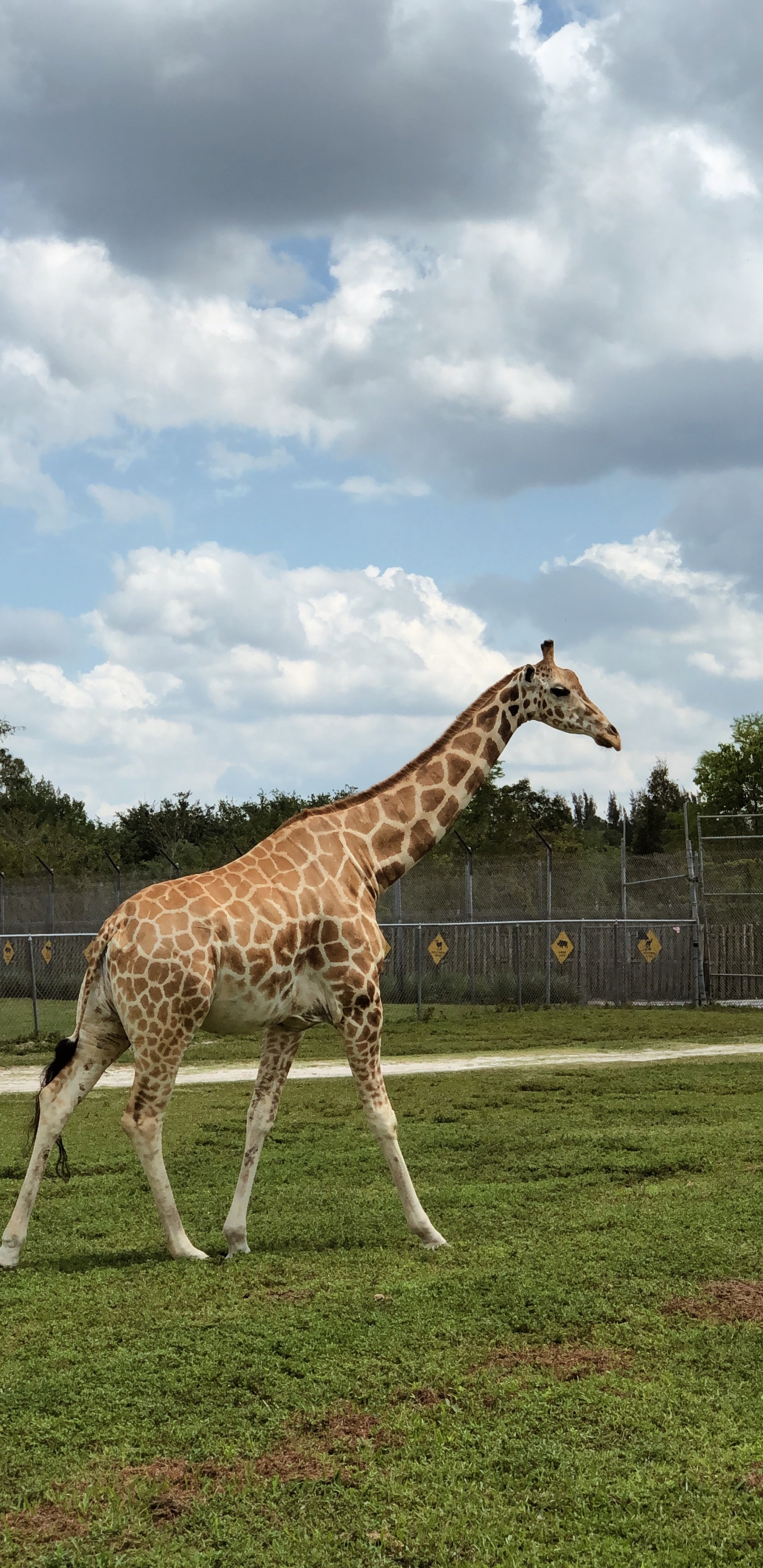 Giraffe, Giraffidae, Entorno Natural, Llanura, Los Animales Terrestres. Wallpaper in 1440x2960 Resolution