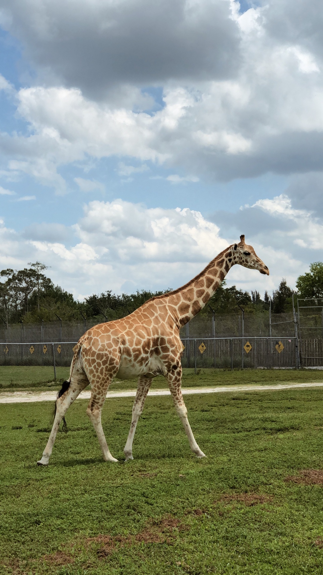Giraffe, Grass, Daytime, Giraffidae, Natural Environment. Wallpaper in 1080x1920 Resolution