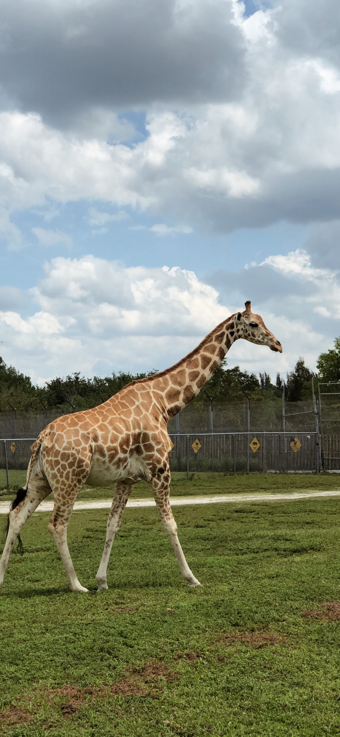 Giraffe, Grass, Daytime, Giraffidae, Natural Environment. Wallpaper in 1125x2436 Resolution
