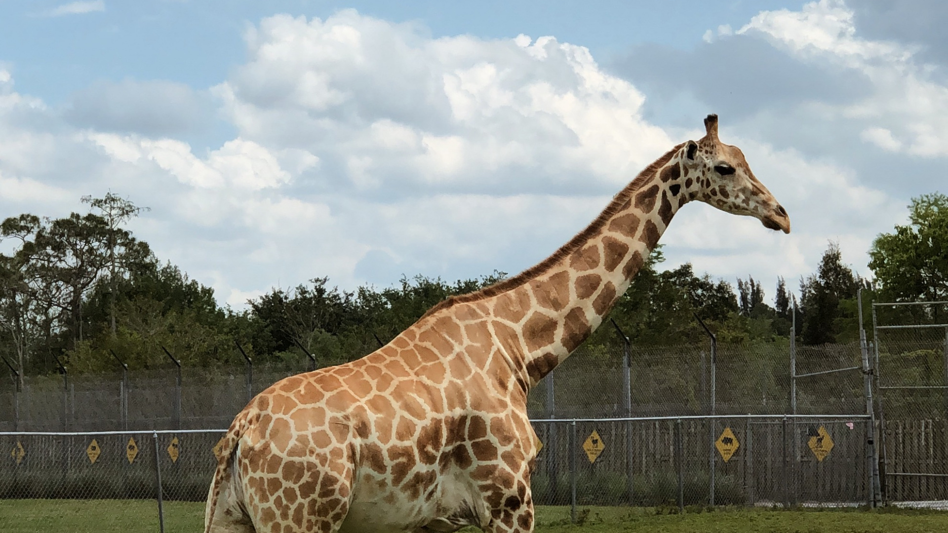 Giraffe, Grass, Daytime, Giraffidae, Natural Environment. Wallpaper in 1920x1080 Resolution