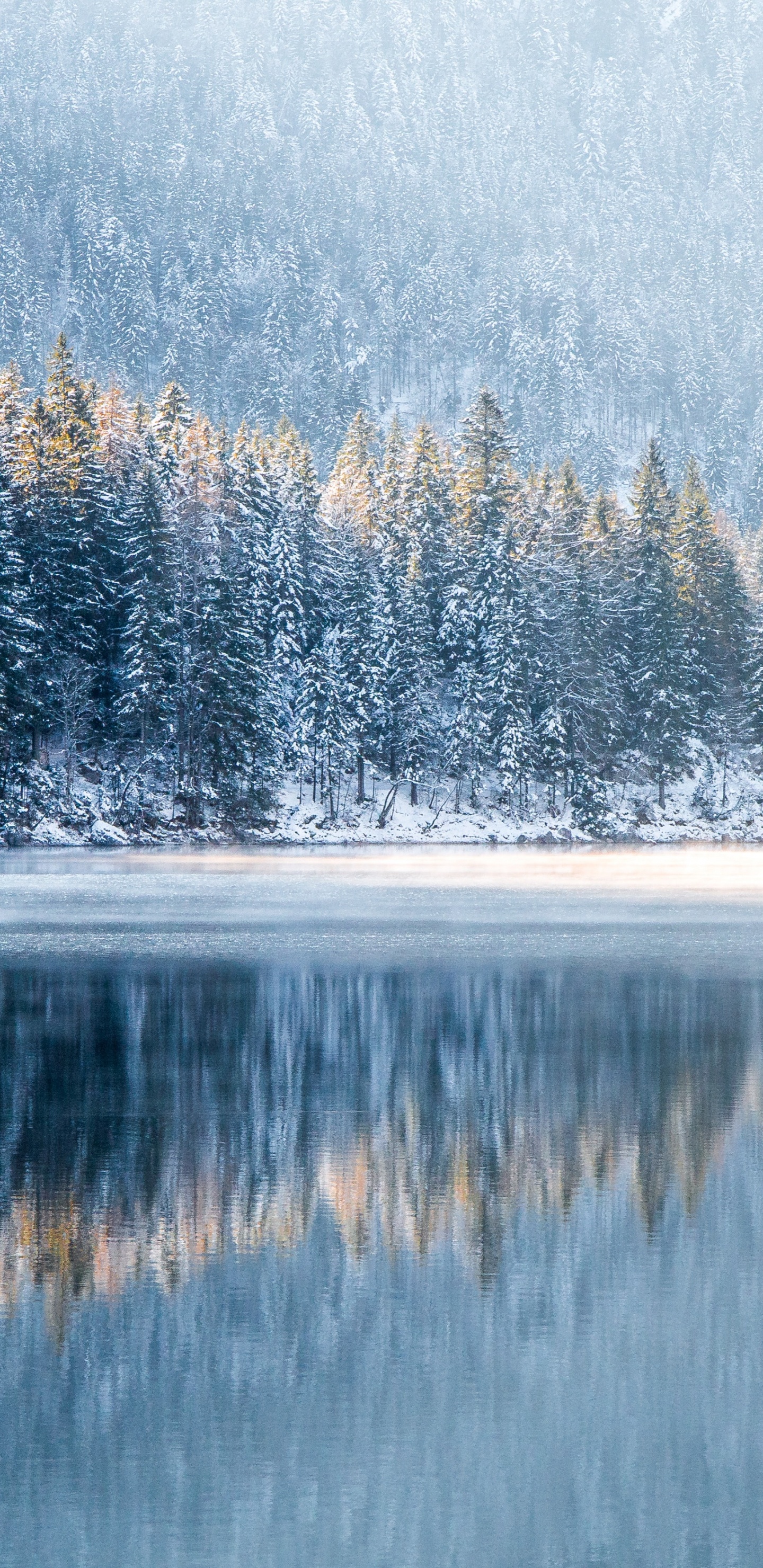 Invierno, Agua, Los Recursos de Agua, Paisaje Natural, Sucursal. Wallpaper in 1440x2960 Resolution