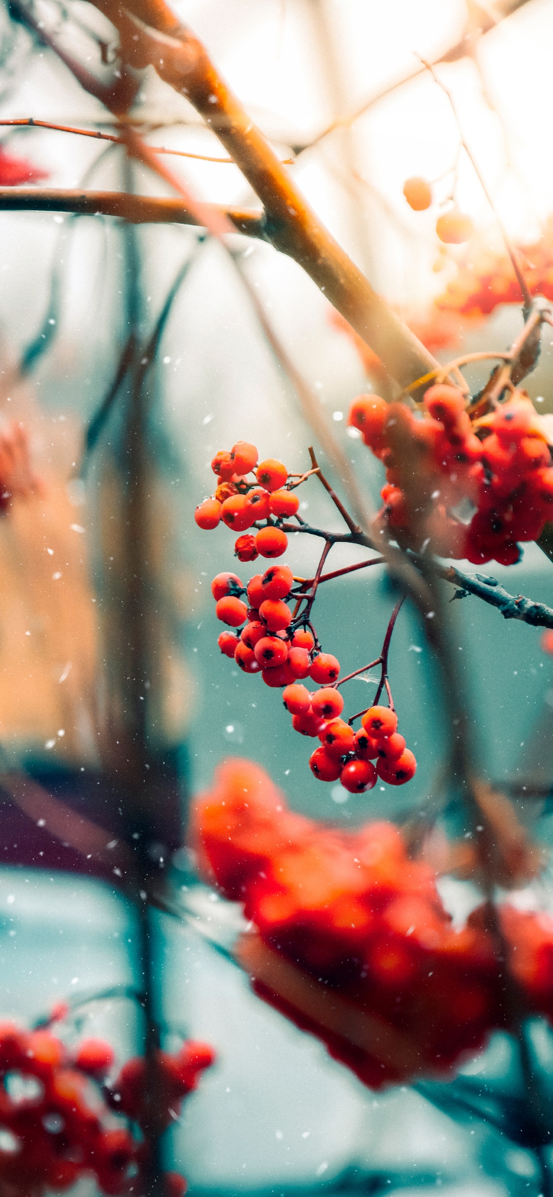 Ramita, Sucursal, Alimento, Ventana, Tintes y Matices. Wallpaper in 1125x2436 Resolution