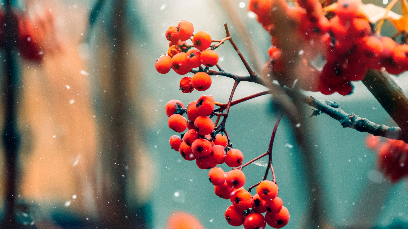 Ramita, Sucursal, Alimento, Ventana, Tintes y Matices. Wallpaper in 1366x768 Resolution