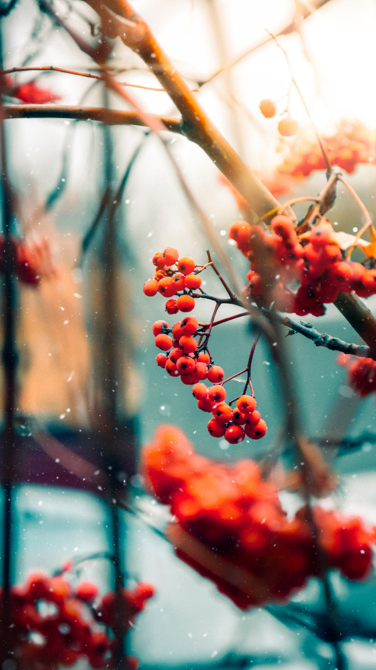 Twig, Branch, Fruit, Plant, Food. Wallpaper in 750x1334 Resolution