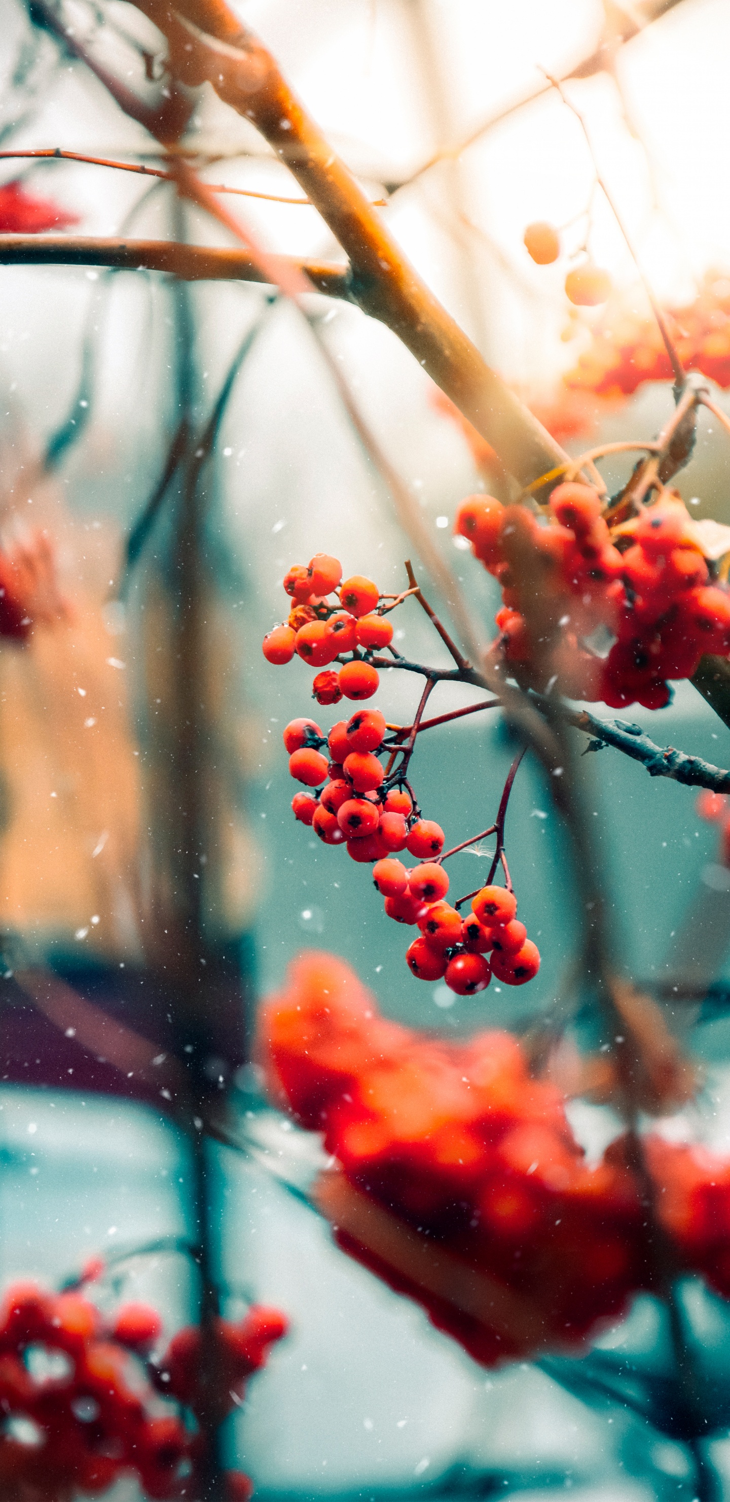 Zweig, Branch, Lebensmittel, Baum, Fenster. Wallpaper in 1440x2960 Resolution