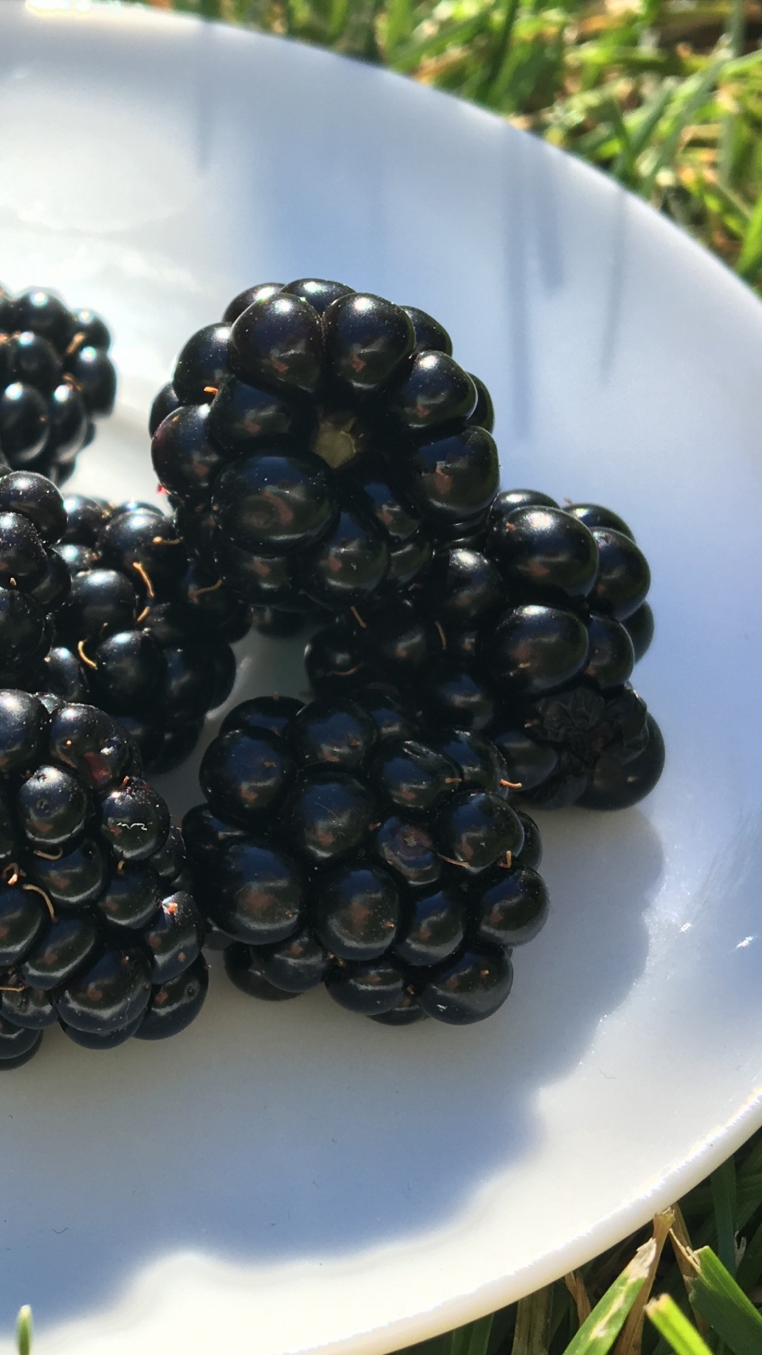 Baies Bleues Sur Plaque en Céramique Blanche. Wallpaper in 1080x1920 Resolution