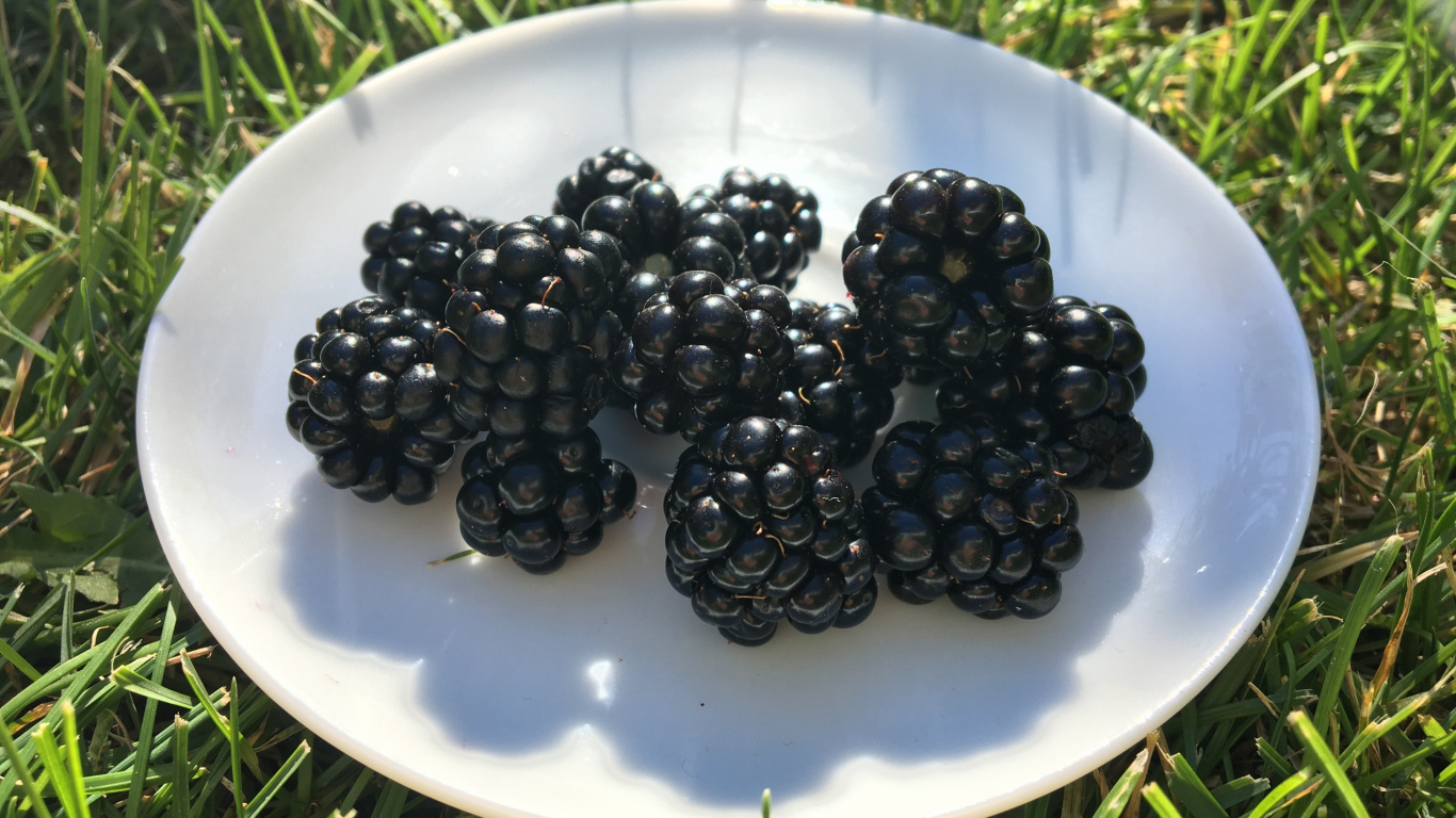 Blue Berries on White Ceramic Plate. Wallpaper in 1366x768 Resolution