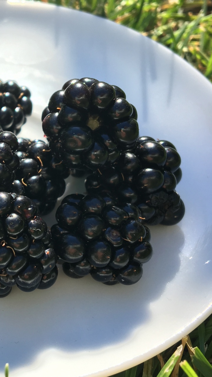 Blue Berries on White Ceramic Plate. Wallpaper in 720x1280 Resolution