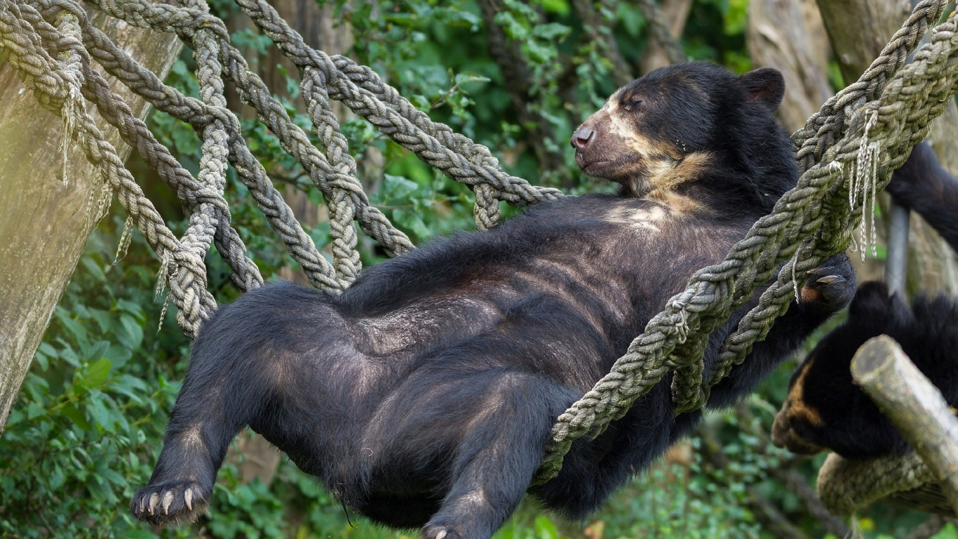 Oso Negro Sobre la Hierba Verde Durante el Día. Wallpaper in 1366x768 Resolution