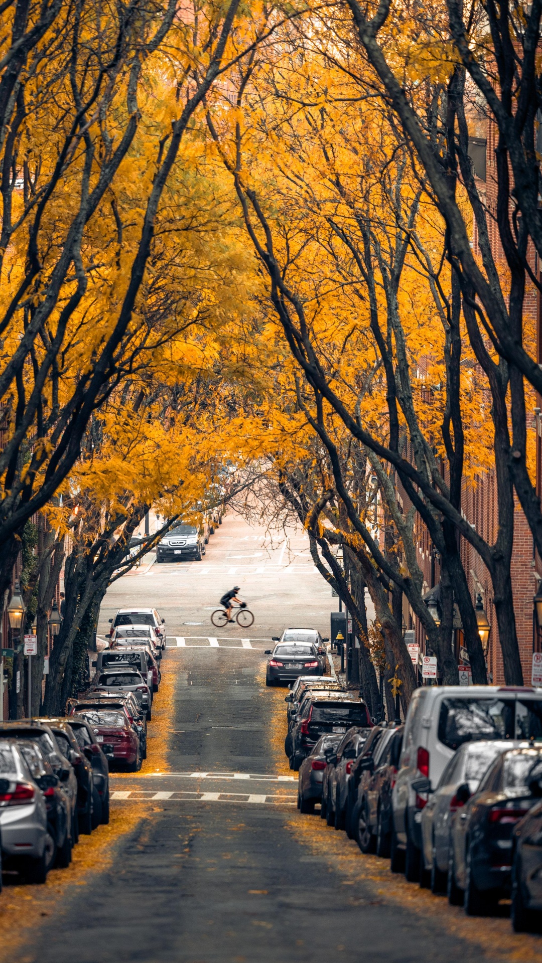 Baum, Boston, Car, Tire, Fahrbahn. Wallpaper in 1080x1920 Resolution