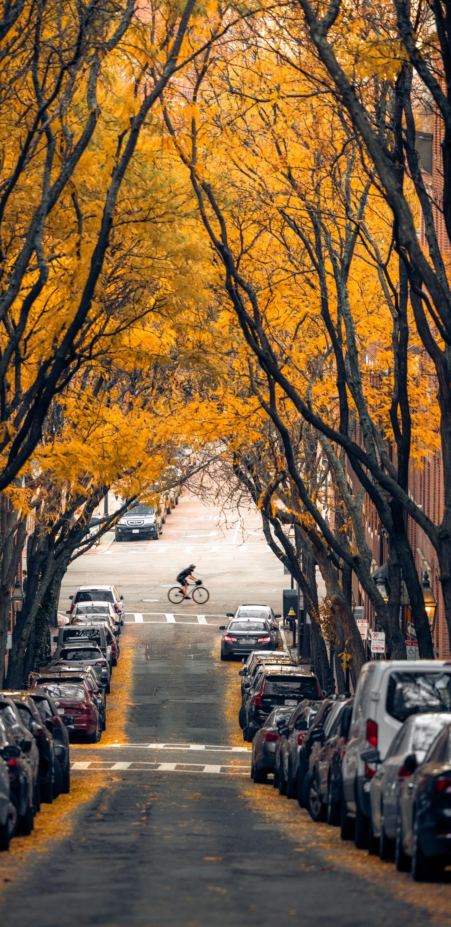 Baum, Boston, Car, Tire, Fahrbahn. Wallpaper in 1440x2960 Resolution