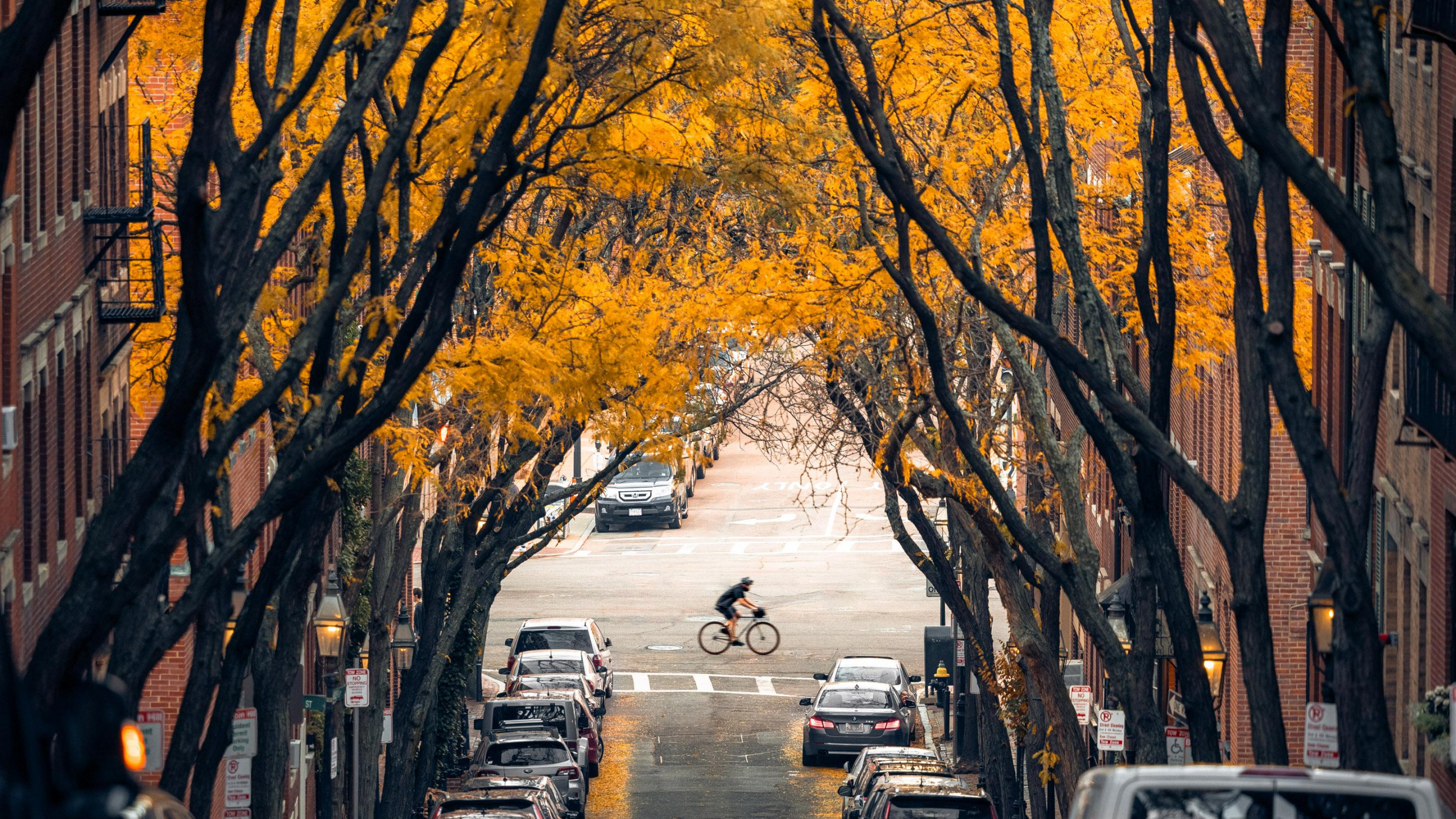 Baum, Boston, Car, Tire, Fahrbahn. Wallpaper in 2560x1440 Resolution