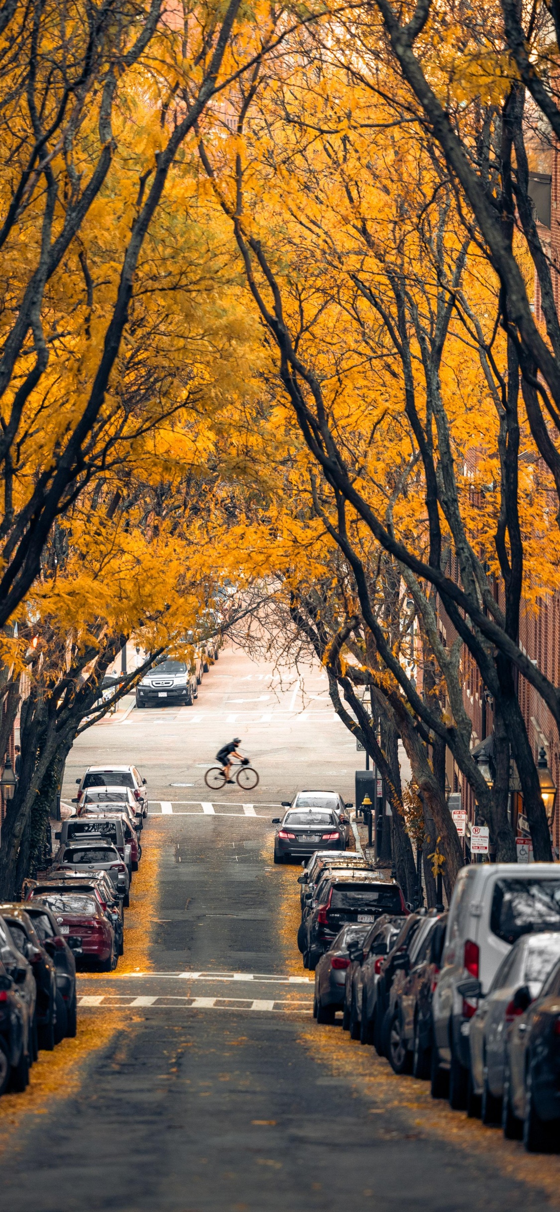 Boston, Pneu, Surface de la Route, Feuille, Roue. Wallpaper in 1125x2436 Resolution