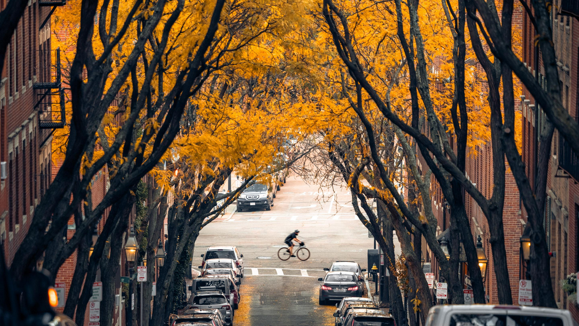 Tree, Boston, Cars, Plant, Tire. Wallpaper in 1920x1080 Resolution