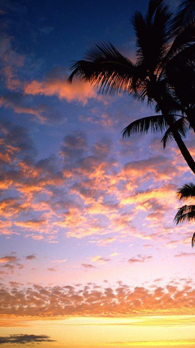 Palm Tree Near Body of Water During Sunset. Wallpaper in 750x1334 Resolution