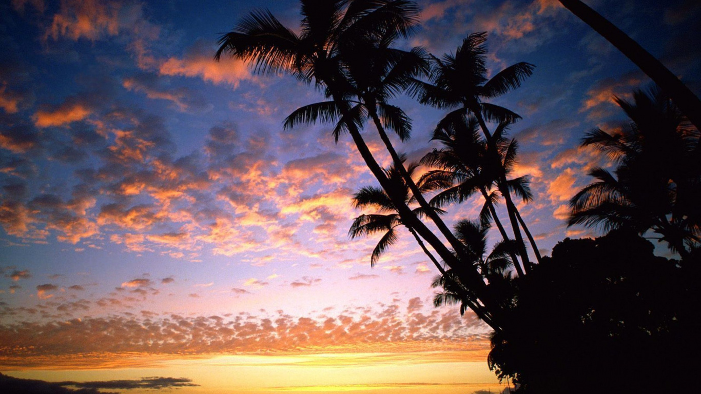 Palmier Près du Plan D'eau Pendant le Coucher du Soleil. Wallpaper in 1366x768 Resolution