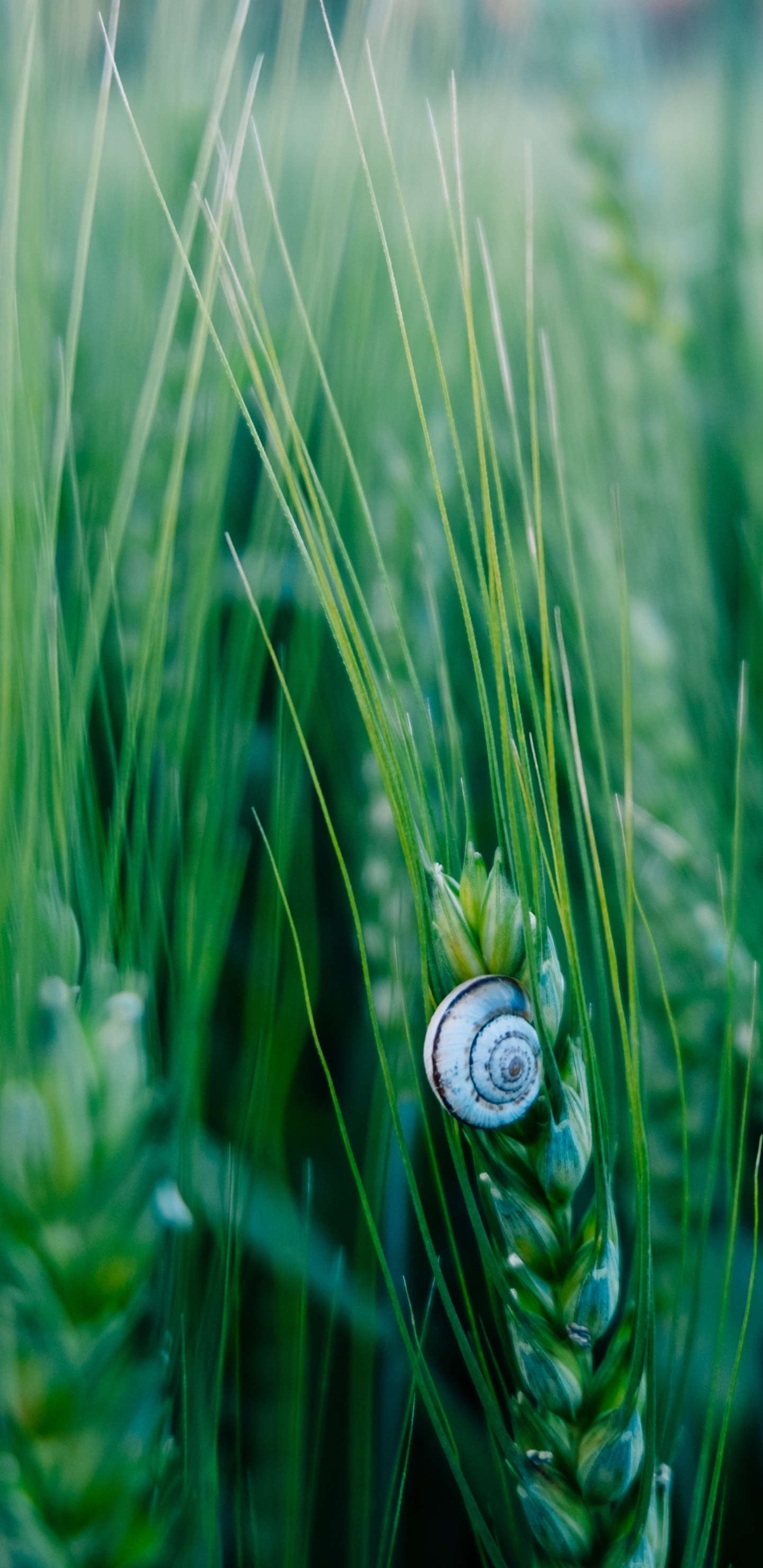 Verde, Naturaleza, Hierba de la Familia, de Cerca, Fábrica. Wallpaper in 1440x2960 Resolution