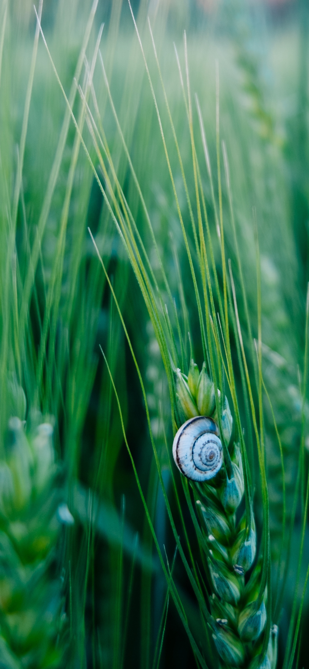 Gr, Natur, Gras, Blatt, Gras-Familie. Wallpaper in 1242x2688 Resolution