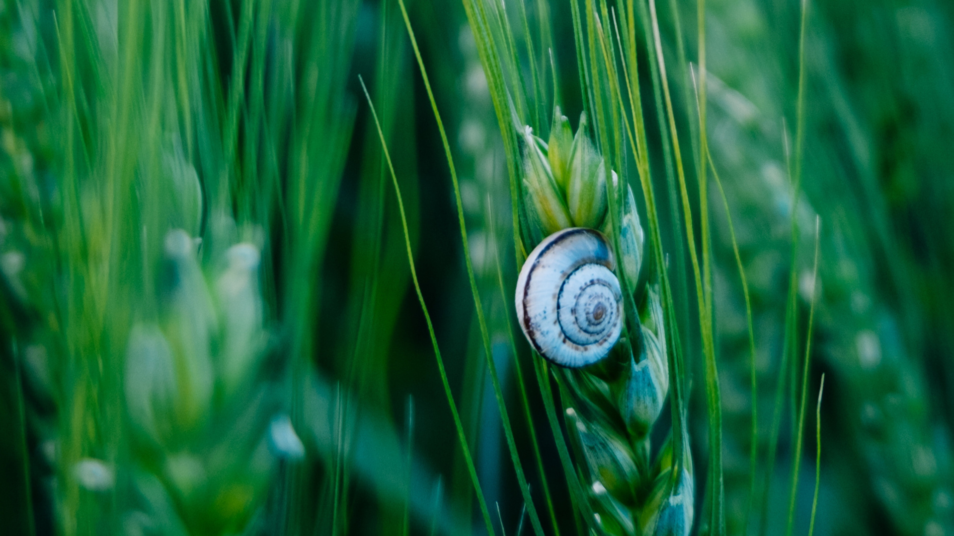 Gr, Natur, Gras, Blatt, Gras-Familie. Wallpaper in 1920x1080 Resolution